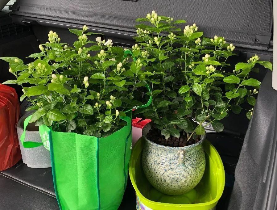 竹芋|11月,千万别买这种花,养不活惹一肚子气