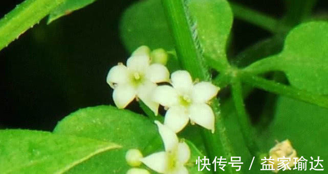 茜草|农村人人厌恶的一种野草,碰到它便常被割伤,根部珍贵一定别拔除