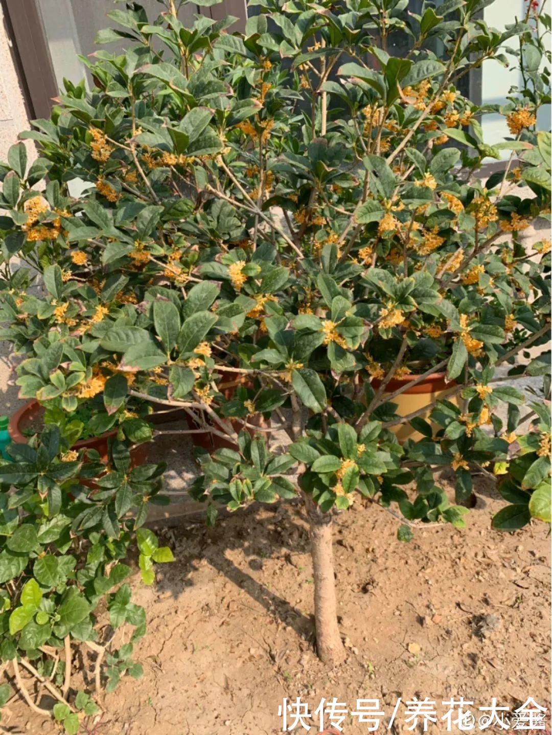 入夏前，10种花要赶紧施肥，不然以后没花看