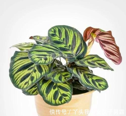 竹芋观叶价值高,这样养还能开花,令人惊奇!