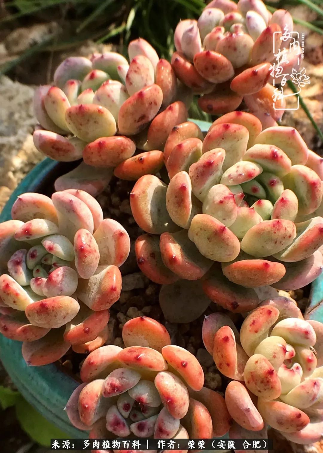 金秋时节,变化带来的惊喜不正是养肉的乐趣所在么!