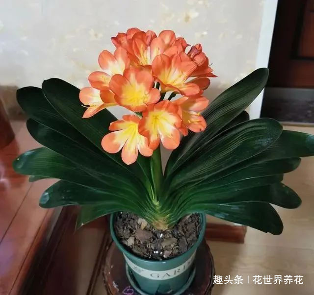 养君子兰，摆放有讲究，错放4位置，叶片发黄打蔫长不好！