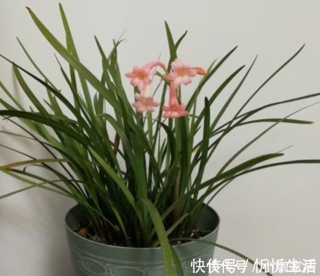 栽培|养花一定要用腐殖土壤栽培吗？不一定，看植物根系