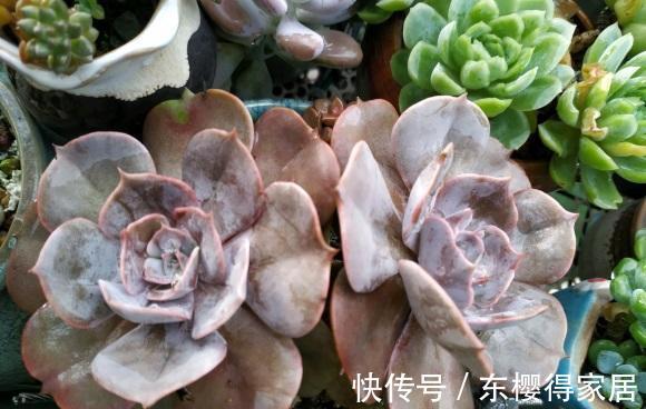 院子|持续高温，院子里的多肉叶子都扁瘪了，一场雨水，恢复生长