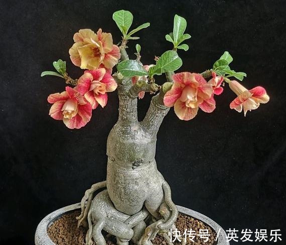 新手养沙漠玫瑰,满足它的“小爱好”,一盆养十年,年年开满花