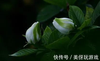 花不香没有灵魂，盘点芬芳的几种花，你种过吗