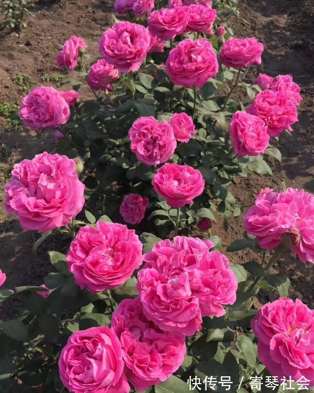月季|养花的这种“坑”,入了就爬不出来,钱包越变越薄,你也是吗?