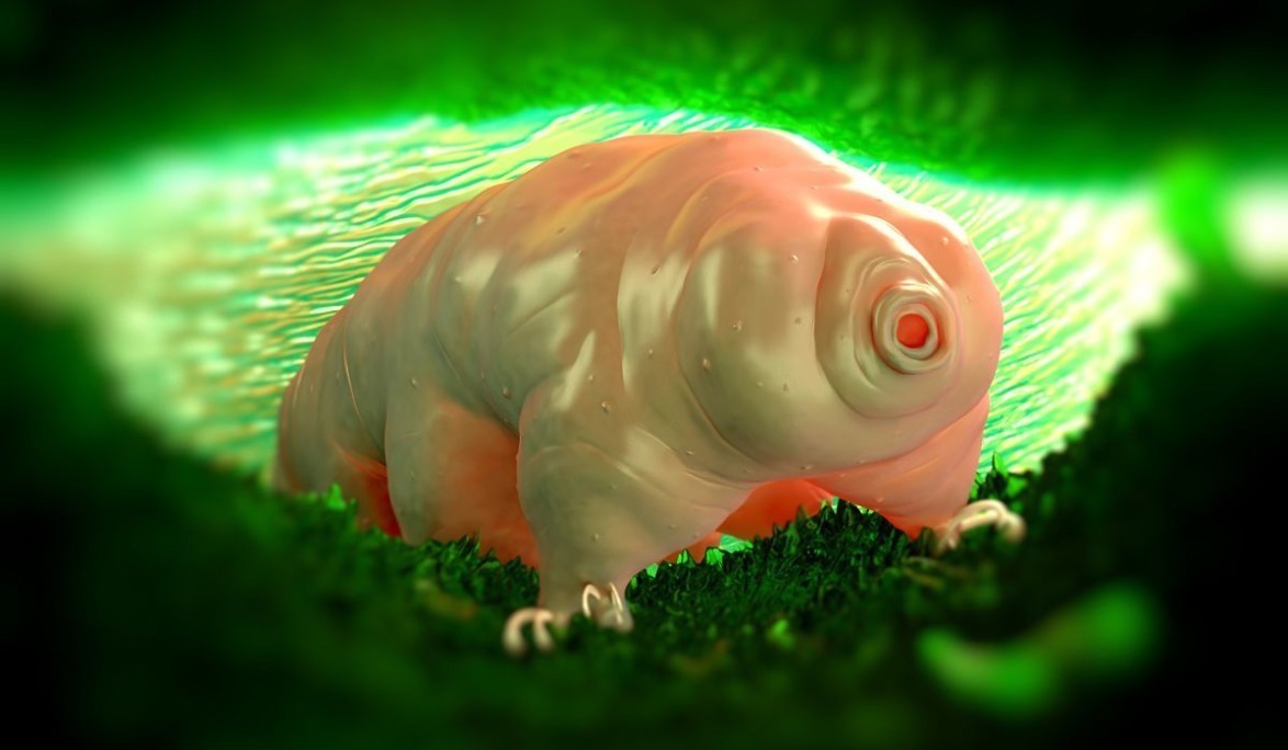 致命弱点 同样裸露在太空,人类仅存活15秒,水熊虫淡定产崽,为何这么强