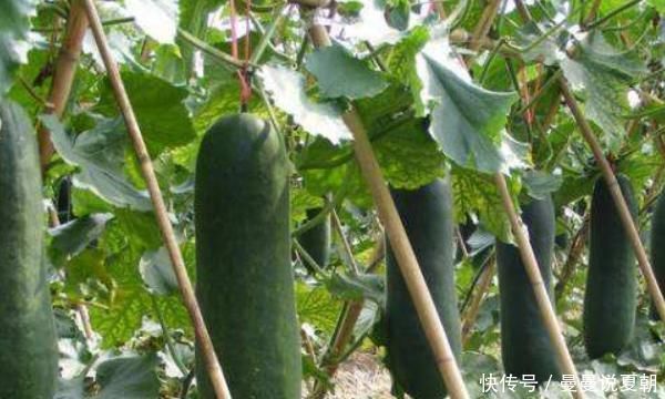 冬瓜|有甲状腺结节的人,常吃4种食物,化瘀散结,早知早受益