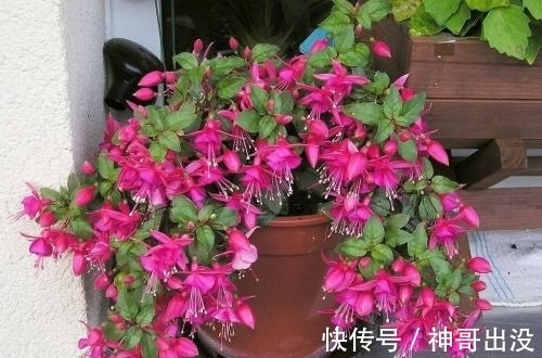 公认难养的花,改变养护方法,一样长新芽,开出层叠群花