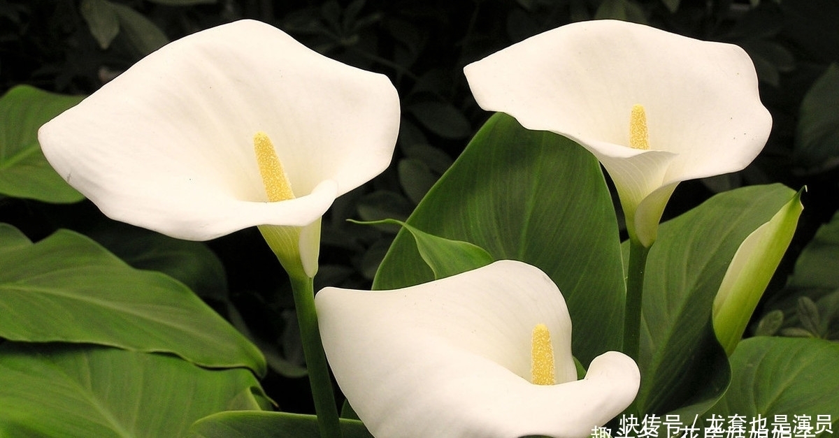 学会了这些养护上的事,养了20年的滴水观音,终于开花结果了