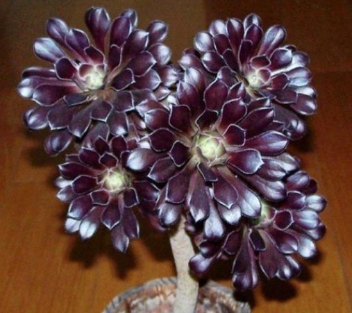 此款景天多肉,好养又易成活,一盆繁殖多盆,胖嘟嘟的超可爱