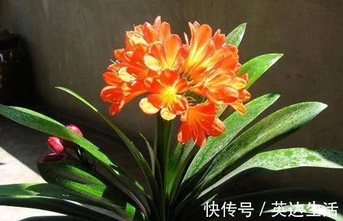 施肥|养君子兰、长寿花，盆里撒点“万能肥”，新芽猛长，呼呼开花！