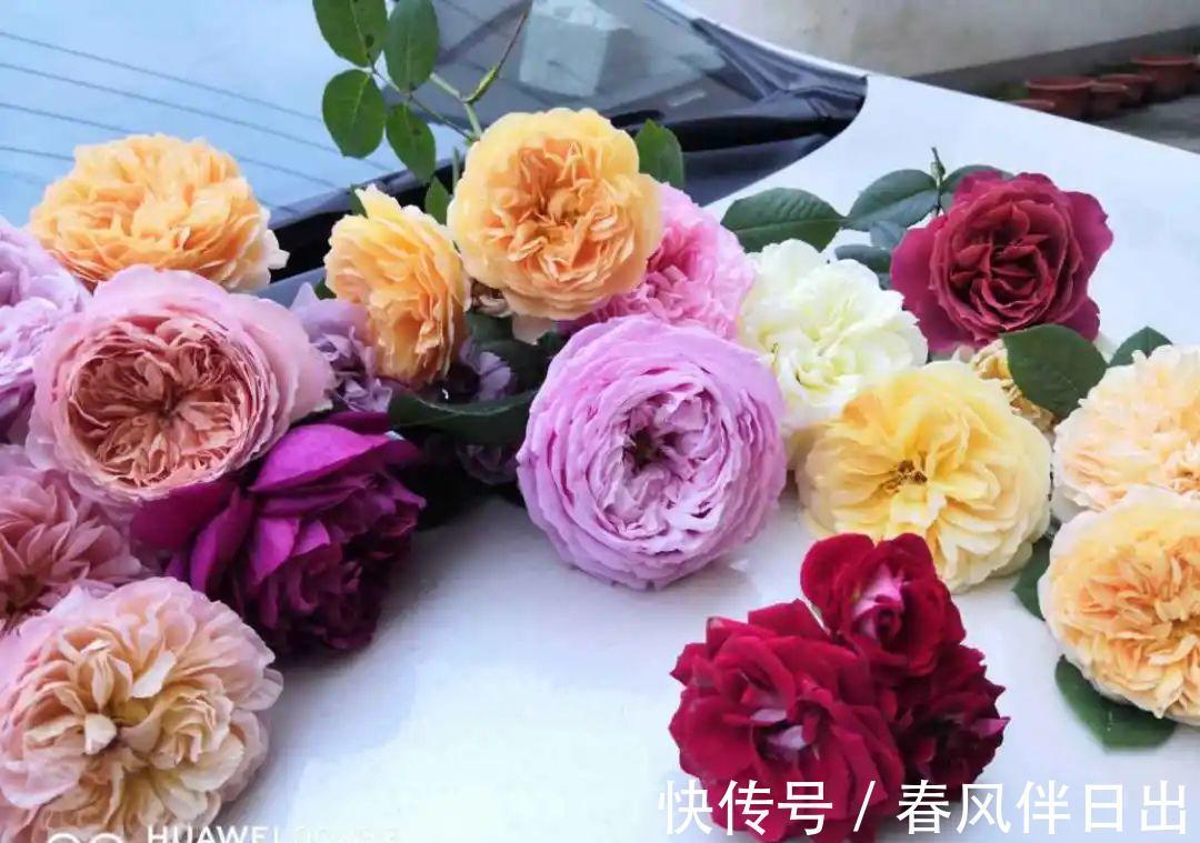 施肥|8种花赶紧剃头，剃得越狠，开花越多