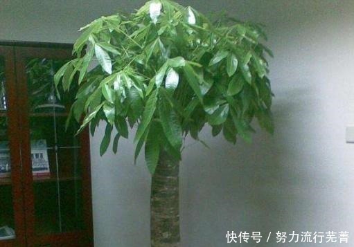 这“3种”植物，爱吃醋，每7天吃1斤，叶子绿油油，蹭蹭长不停