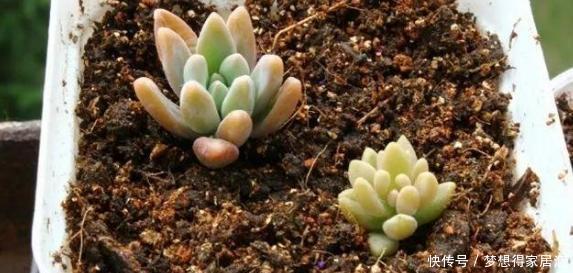 亏得|买多肉,“这4样”再便宜也不能要,不然亏得比赚得多!