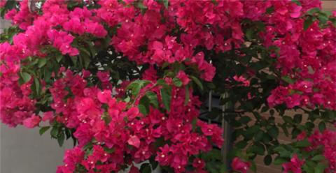 三角梅不开花,夏天“虐一虐”,花芽直冒,盆盆开满花