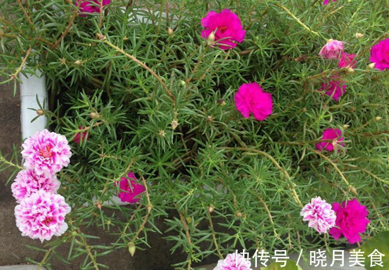 想要太阳花安全过冬,3个要点要谨记,做好了来年花量倍增