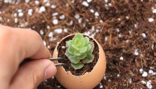 多肉植物越长越瘦是你不会捣鼓,教你4招,个个胖鼓鼓