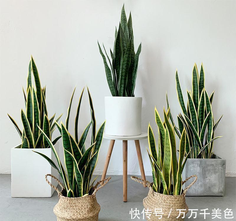 虎皮兰有“3怕两不喜”，难怪不爱出小芽，还越长越难看