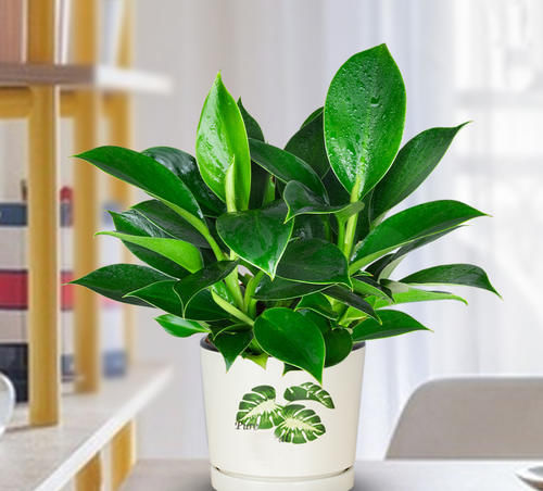 1种“耐阴”花卉，叶形别致、株形优美，四季可赏，好看又好养