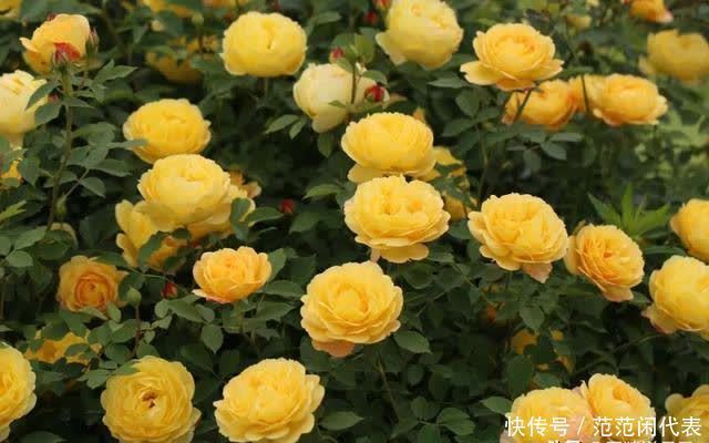 天狼说月季丨花苞透色了?别愣着呀,这些活你都做了吗