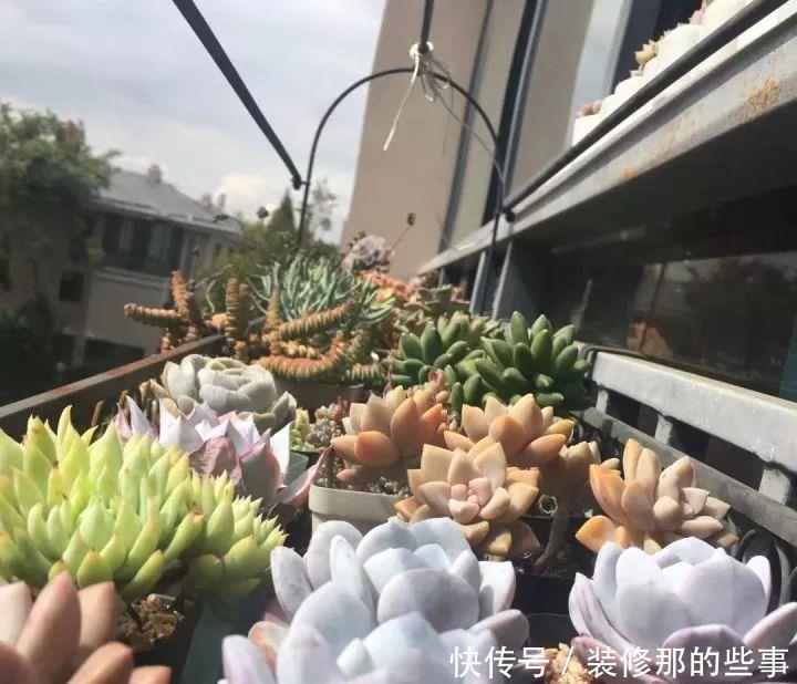 挑状态最丑价格最低的买,再丑的多肉都能养漂亮