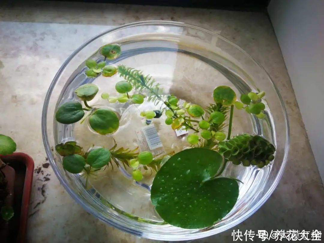 叶片|10种花太能喝水，一天一瓢水，7天爆满缸