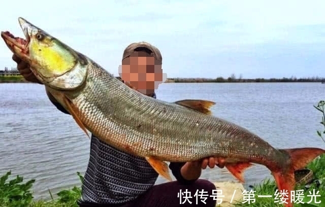 路亚|此鱼的力气比牛还大，常常被人们称之为“水中的鱼霸”