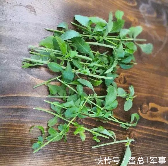 成活率|八九月份，适合扦插“7种花”，成活率高