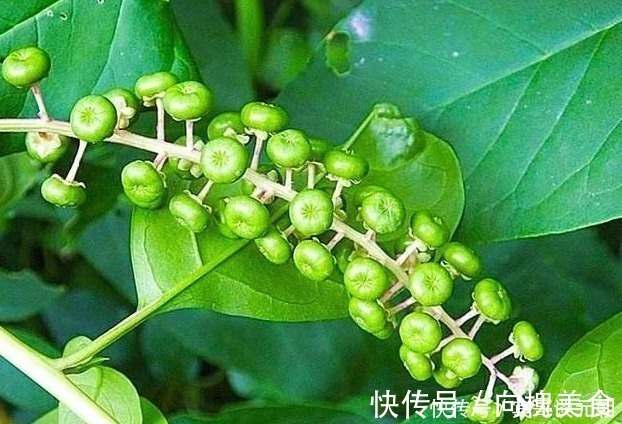 果实|这植物分两种，一种是上等野菜，另一种却有毒，你能分辨吗？