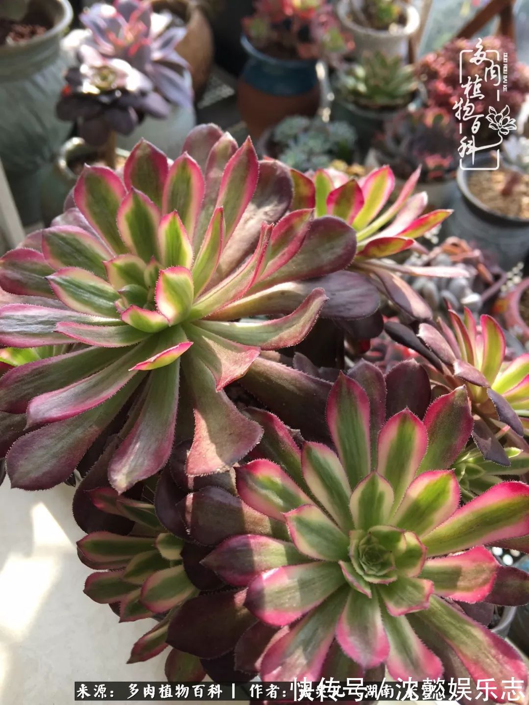 阳台党|邂逅多肉,爱折腾的阳台党,总能收获简单纯粹的快乐!