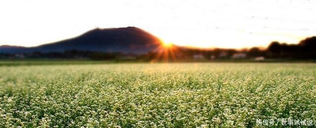 特色小吃|舌尖上的宁南——荞饼!