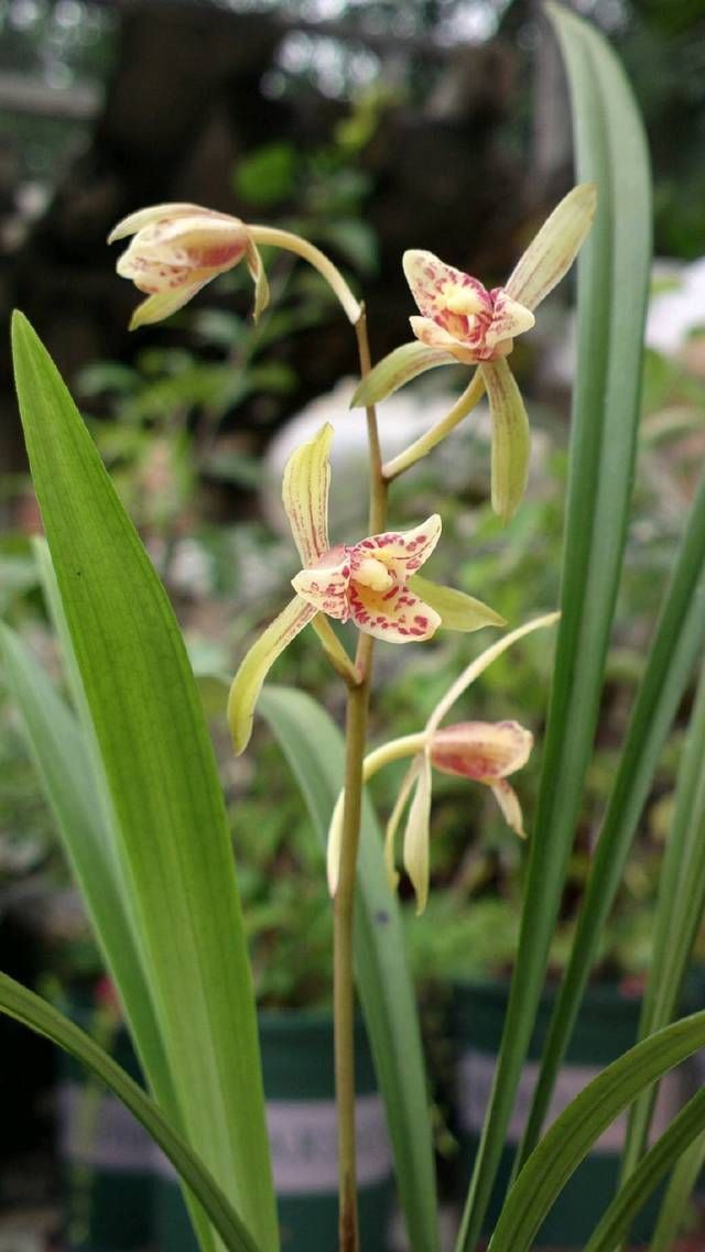 兰花|盛花期的兰花能下山吗,盛花期的兰花下山后怎么养护保存活