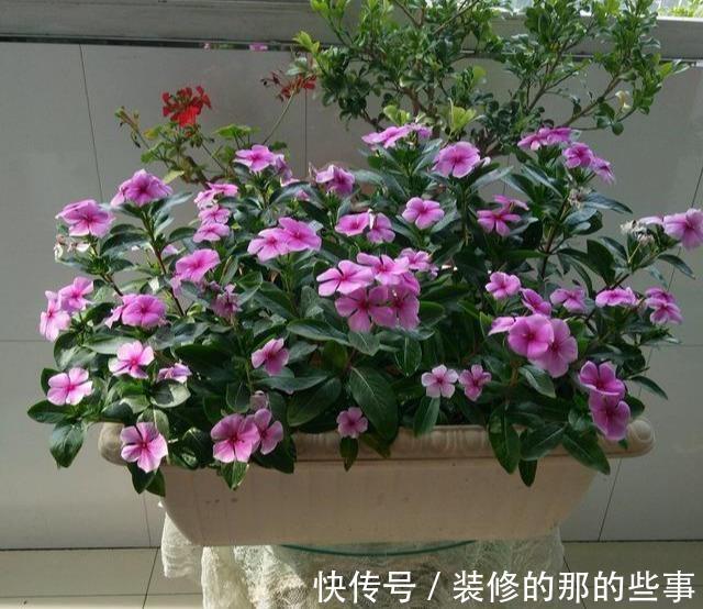 光辉岁月|5种“漂亮花”,40度高温依然爆花球,开花200天,越热花越多