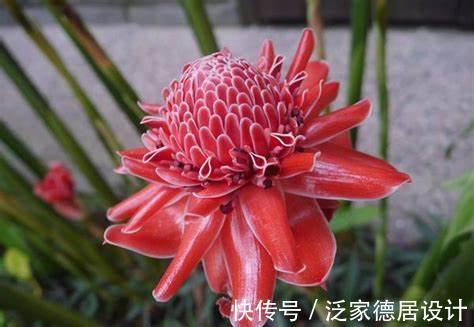 养花试试这几款,花开漂亮,养在家中,那可是超级美艳