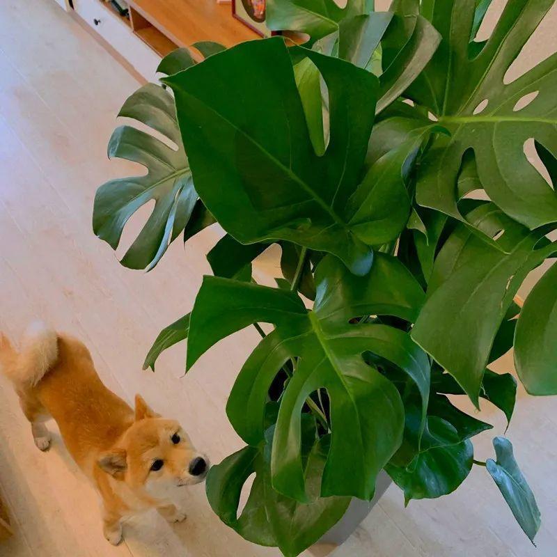 龟背竹是“吸废气”高手,家里放一盆,门窗紧闭也能空气清新!