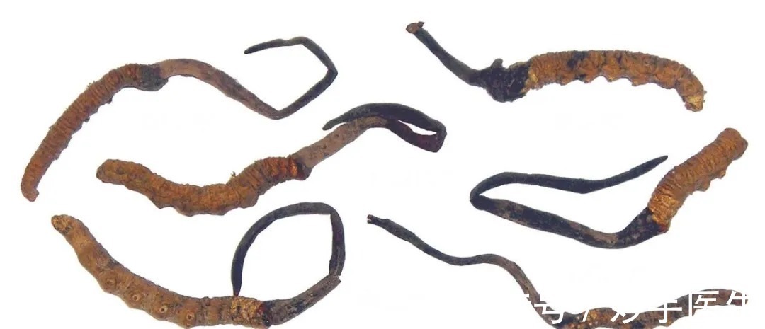 对照组|神奇的中草药｜原是有毒的中草药，摇身一变竟成治疗癌症的靶向药