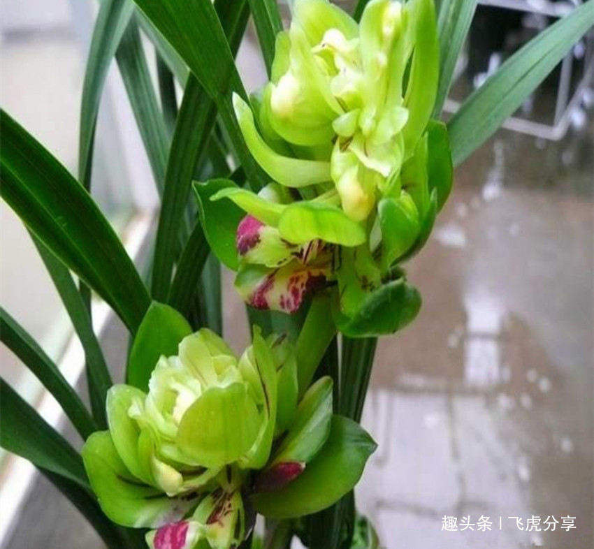 珍品|八种兰花中的奇花珍品,独特的株型,精巧的花朵,让人百看不厌