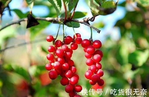 辣白菜|长白山十大特产，你都知道吗？