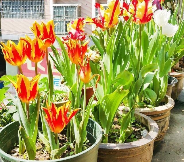 三楼奶奶不让我在一楼种花,事情解决了,出乎意料的让人难受