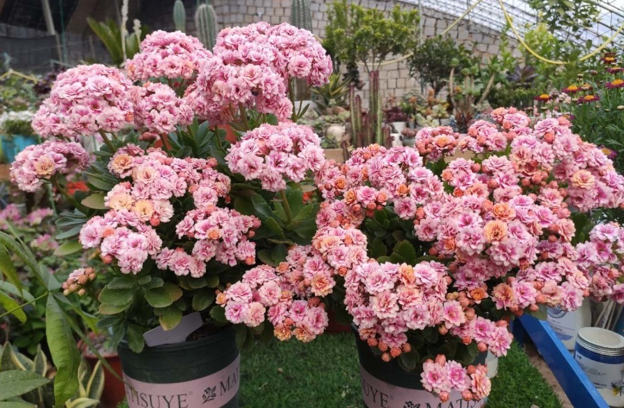 侧芽|长寿花有“三怕”,新手一定要避免,合理养护才能爆盆开花