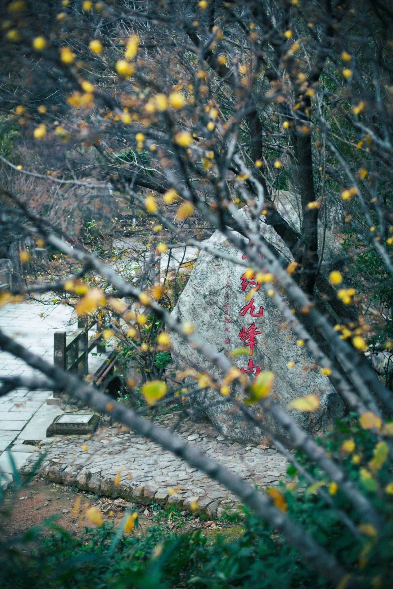 梅花|暗香扑鼻！北仑九峰山梅花悄悄开了