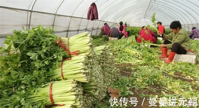 芹菜杆|价格连跌3个月，产地一斤5毛钱，叶子吃不吃不用争了