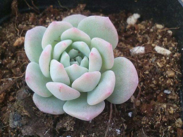 能把6种盆栽养死的站出来，以后请你们远离花草！