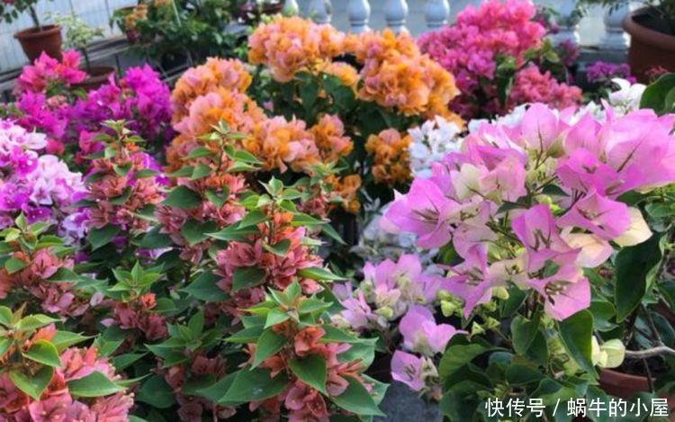 阳台养此几款花,好养又漂亮,开花特别多,新手也能养很好