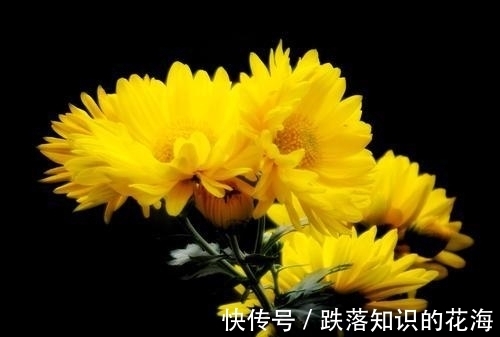 清代#清代的一篇咏菊佳作,思绪飞扬,笔墨灵动,颇有陶渊明的高雅情怀