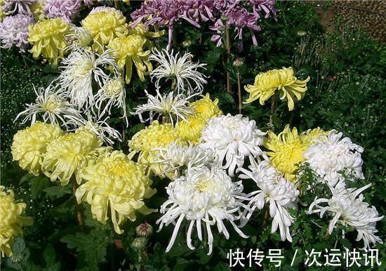 菊花不开花把握“2多一少”常剪枝，大花苞满枝头，又大又香