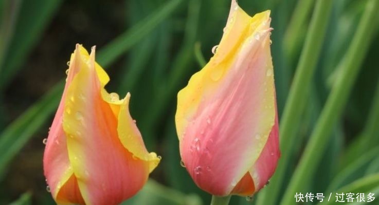 醉蝶花|喜欢养花,就养盆“稀有花卉”变色郁金香,花开会变色,梦幻华贵