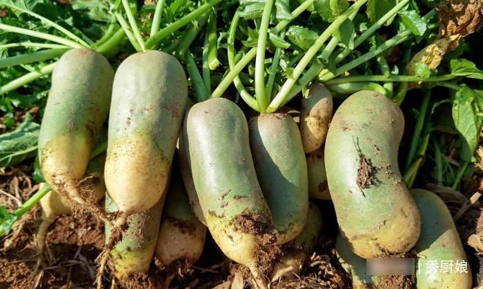 入冬后，吃此菜正当季，买上30斤，简单一晒一腌，脆嫩爽口真好吃